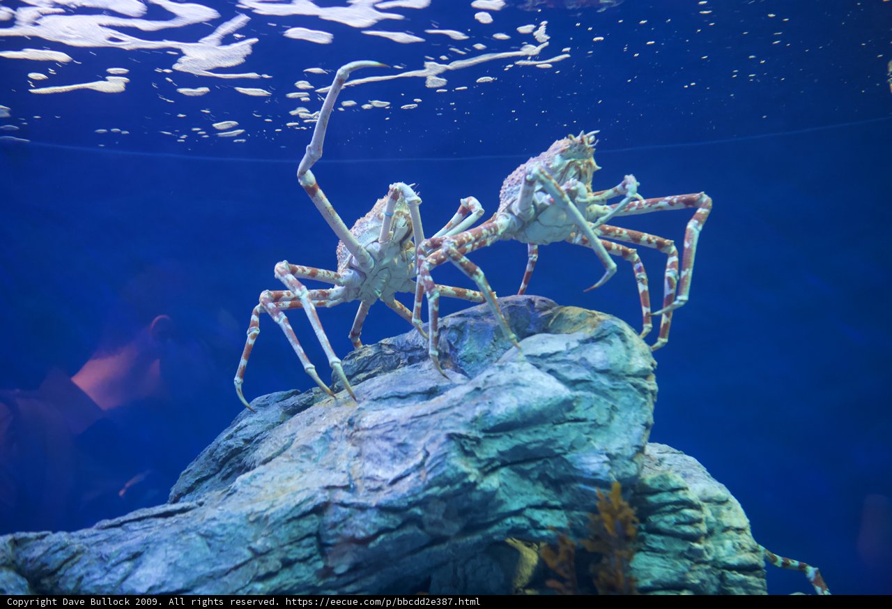 Two Crabs on a Rock in Penelope's Aquarium