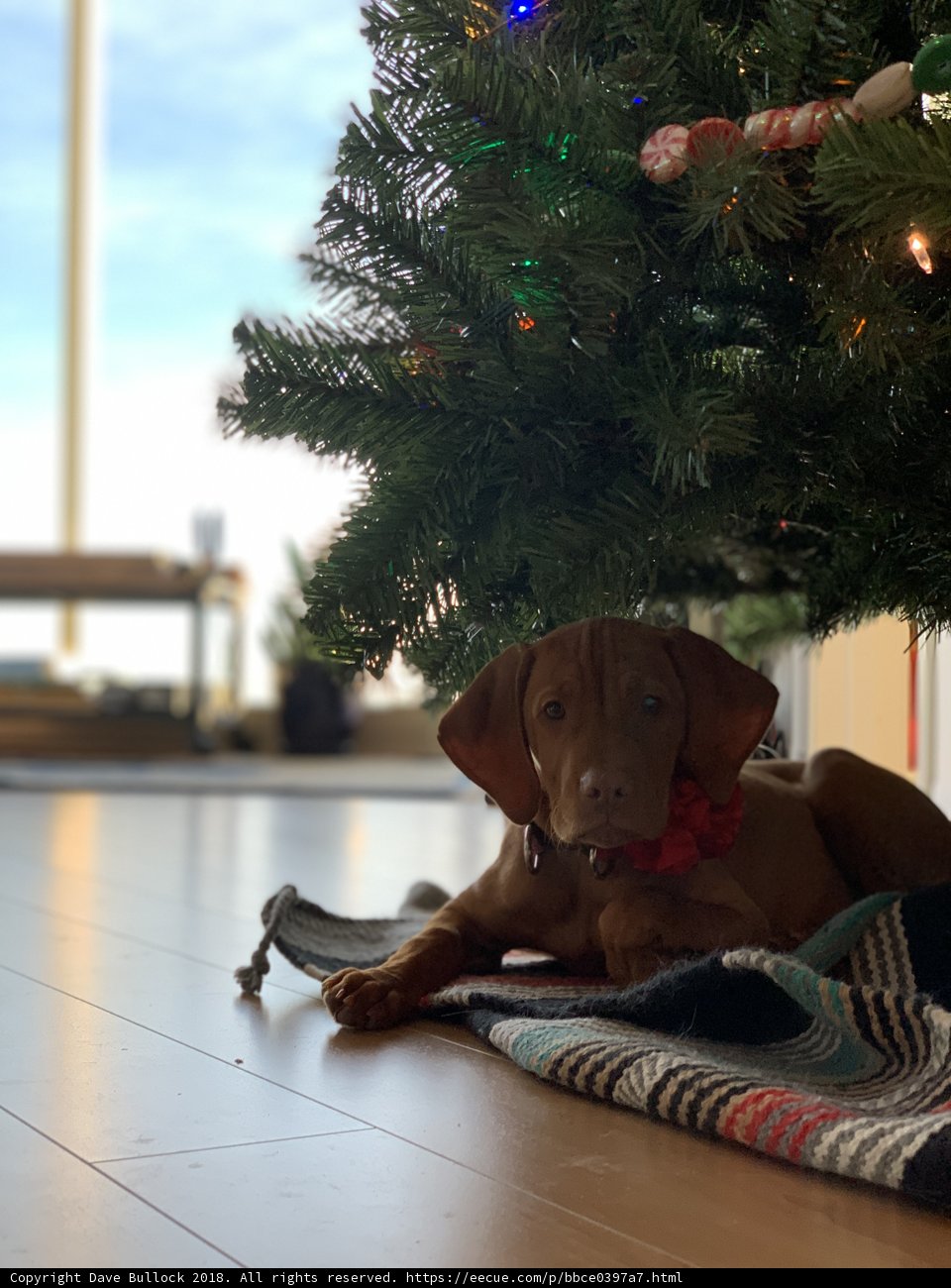 A Cozy Canine Christmas