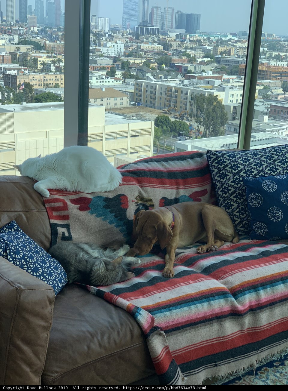 Comfy Coexistence