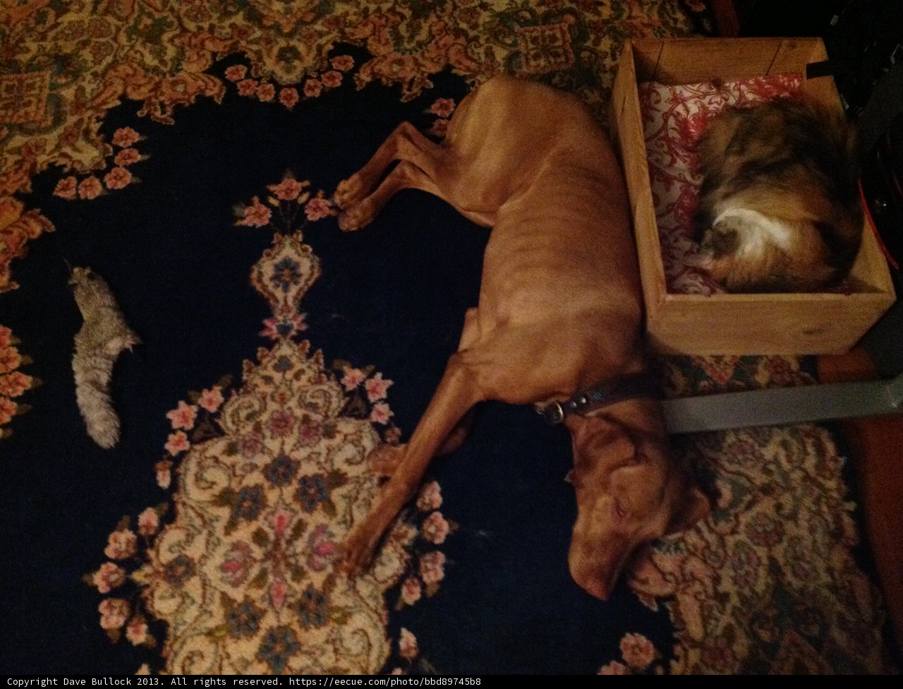 Comfy Cohabitation