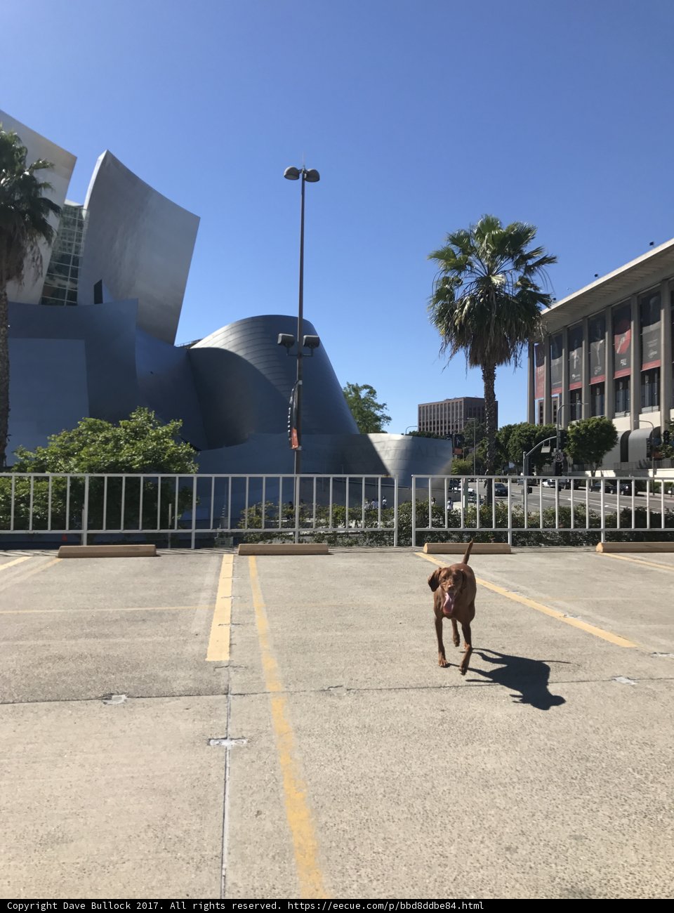 A Dog's Stroll