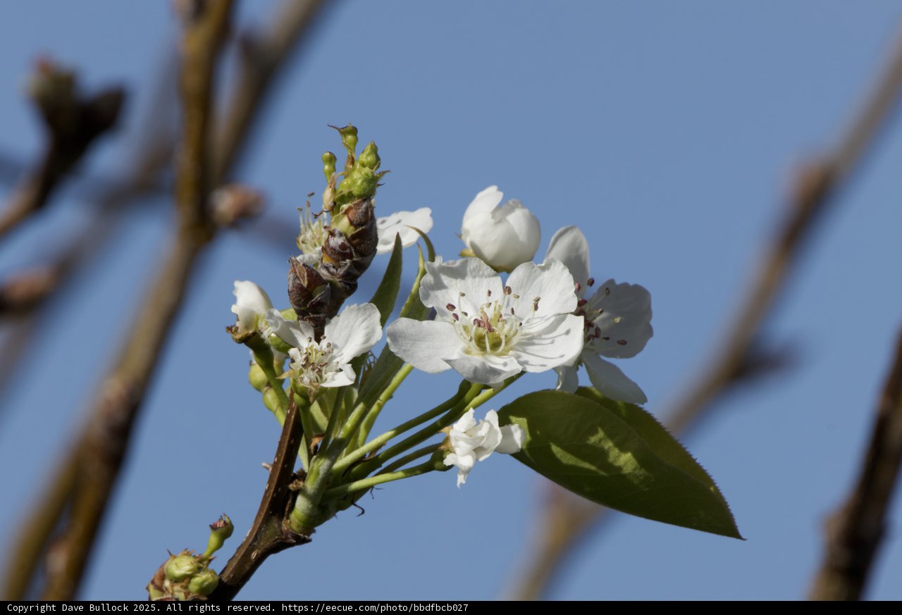 Blossoming Beauty