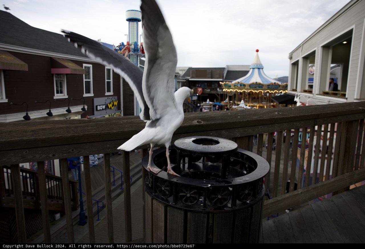 Urban Seagull Respite