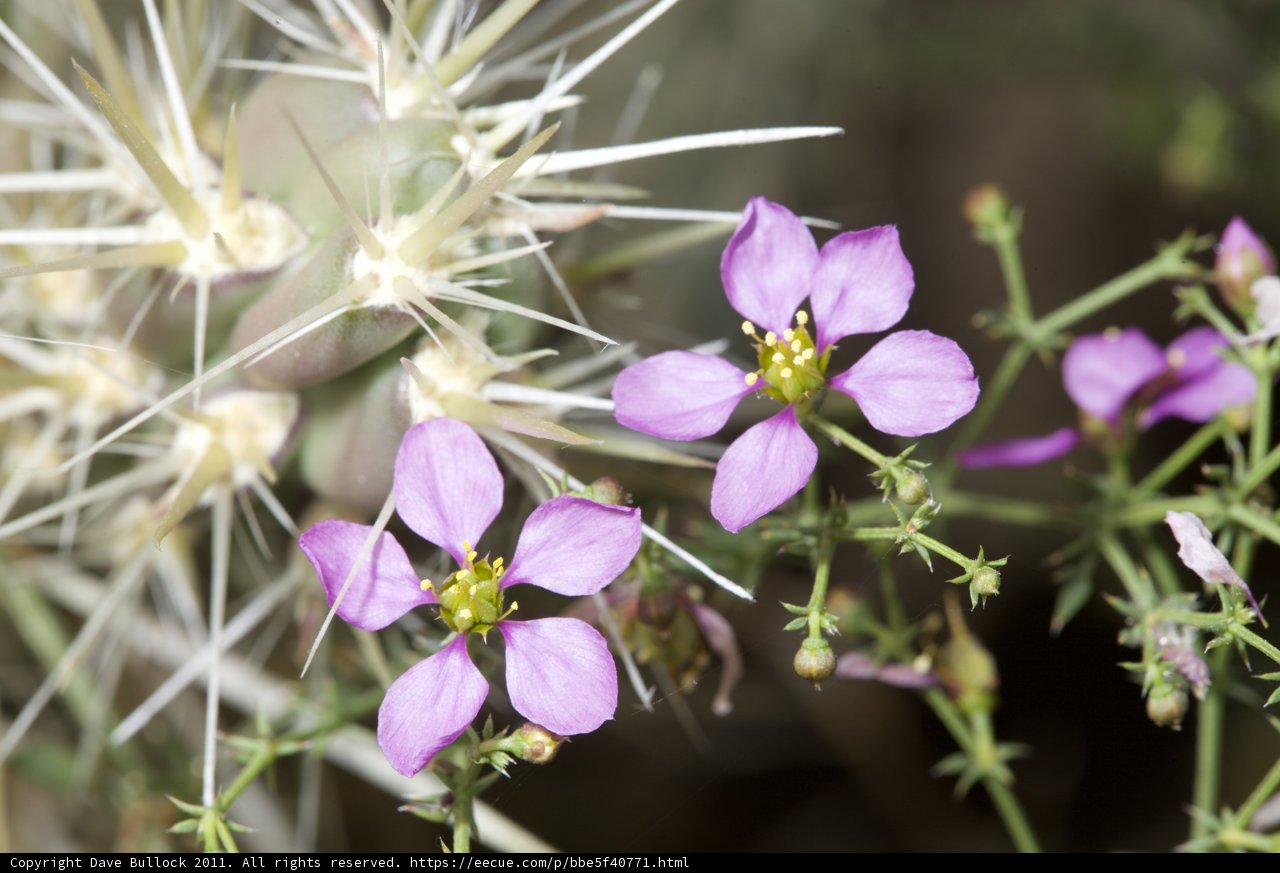 Blooming Cactus