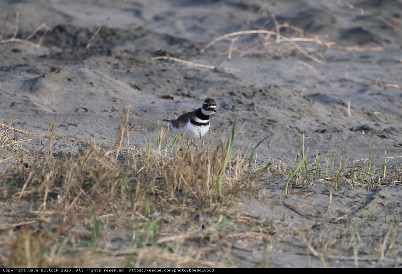 Killdeer Shorebird on Muddy Beach Habitat