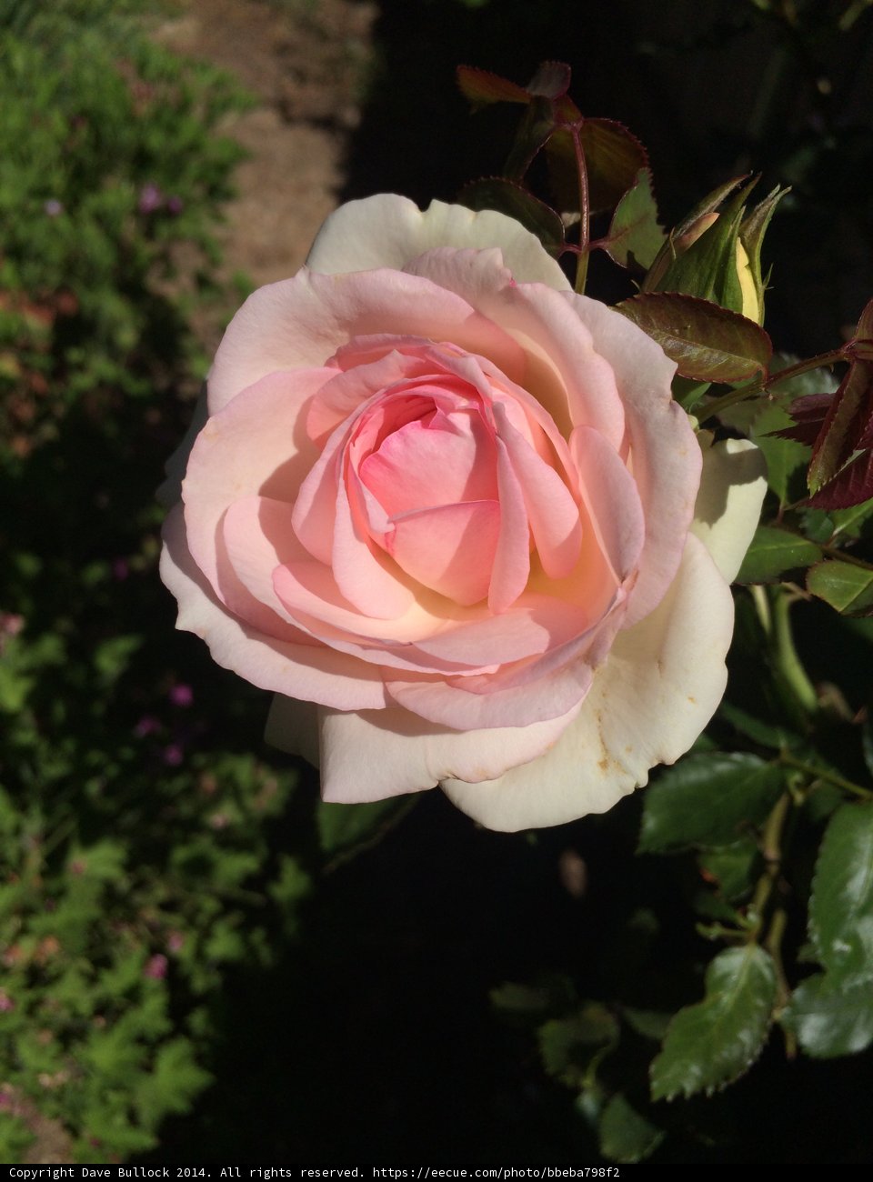 Pink Beauty in Altadena