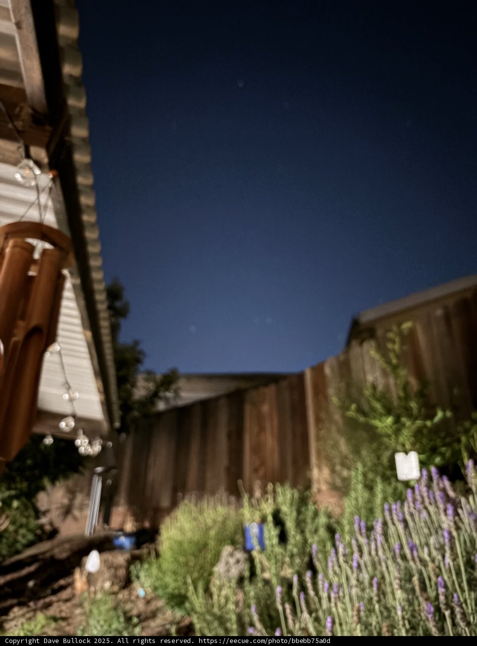 Twilight Whispers in the Garden
