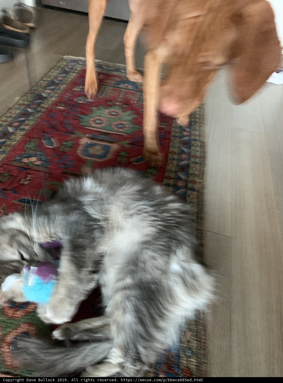 Furry Friends' Playtime on a Wooden Rug