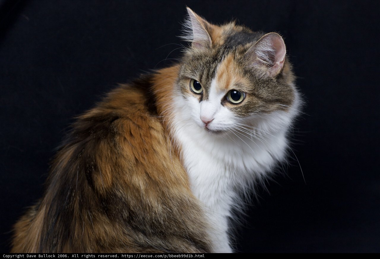 Calico Beauty