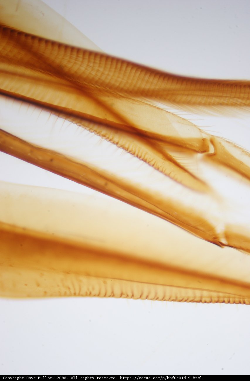 Tail of a Fish