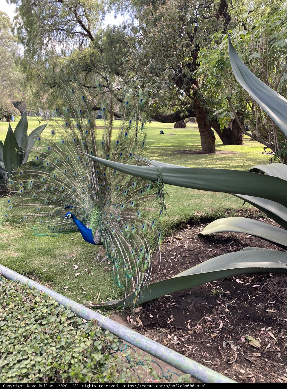 Majestic Peacock in Xochimilco Park