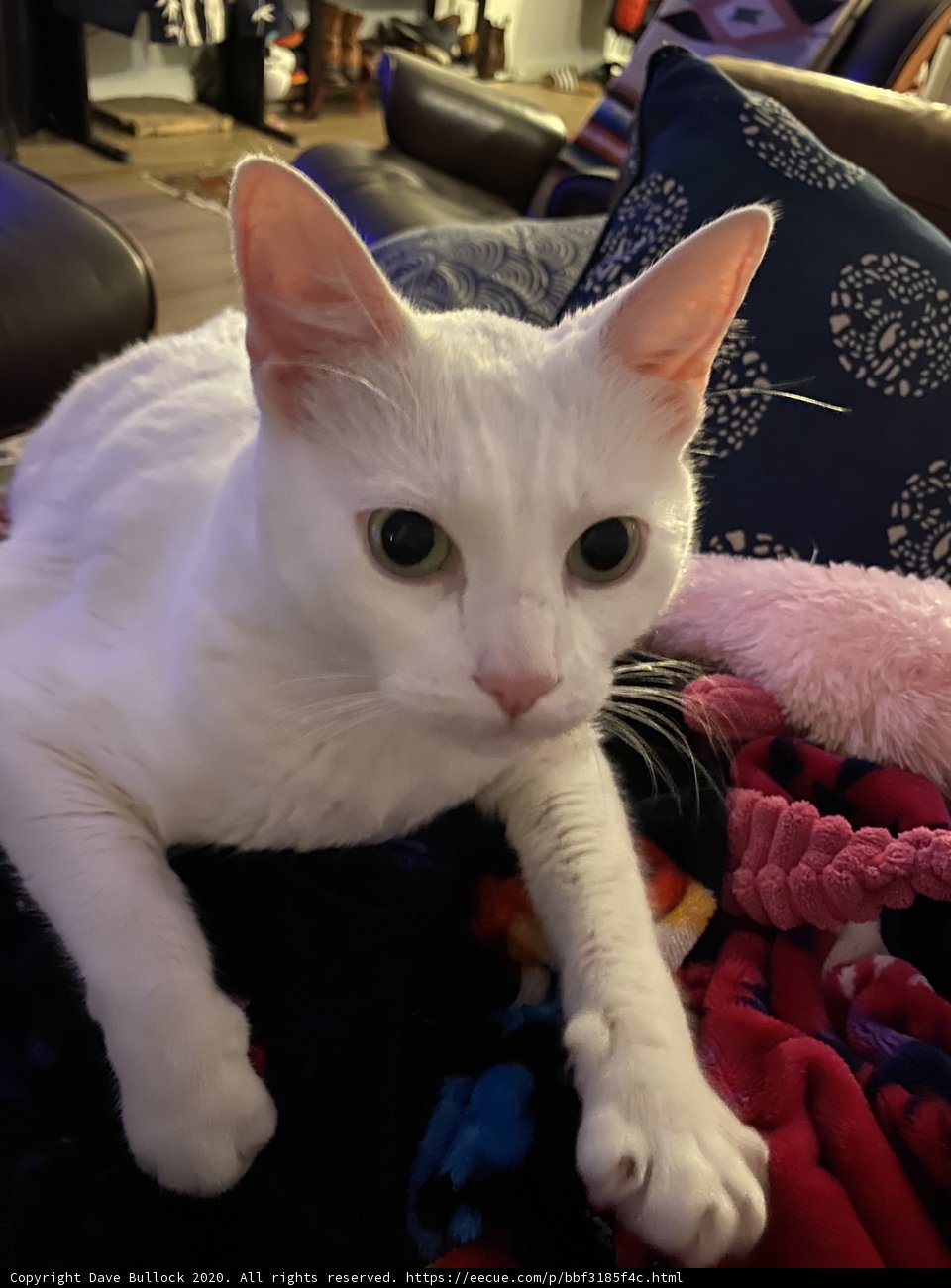 Cozy Cat on the Couch