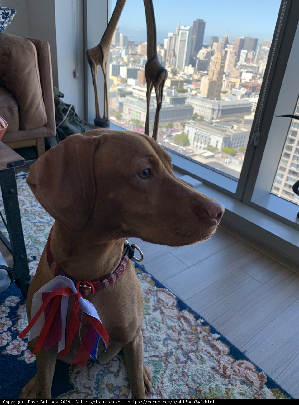 Furry Friend on the Rug
