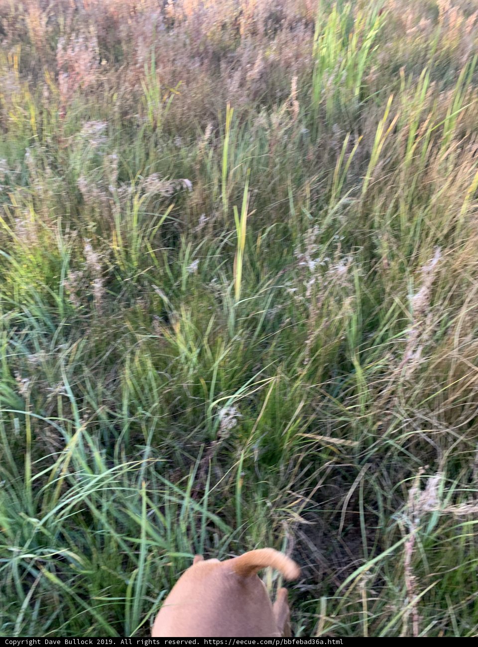 Canine Adventure in Grassland