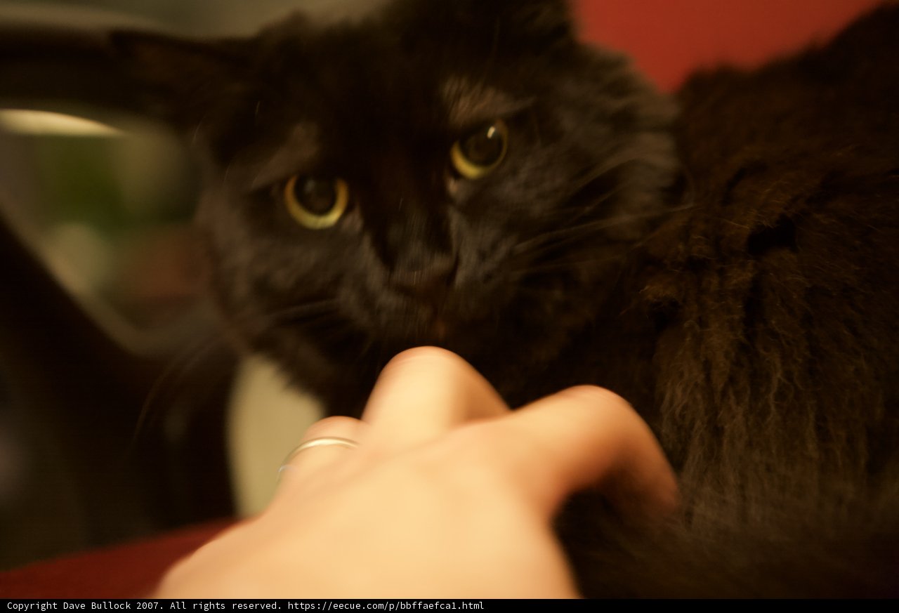 Midnight Companion