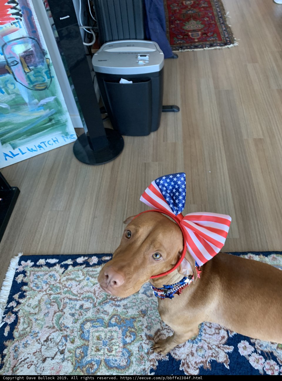 Patriot Pooch