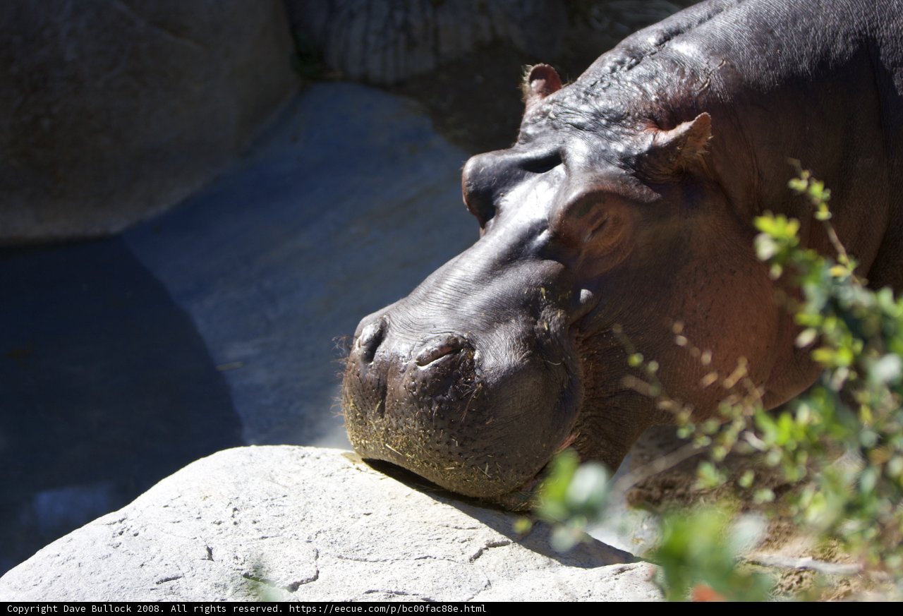 Hippopotamus on a Rock