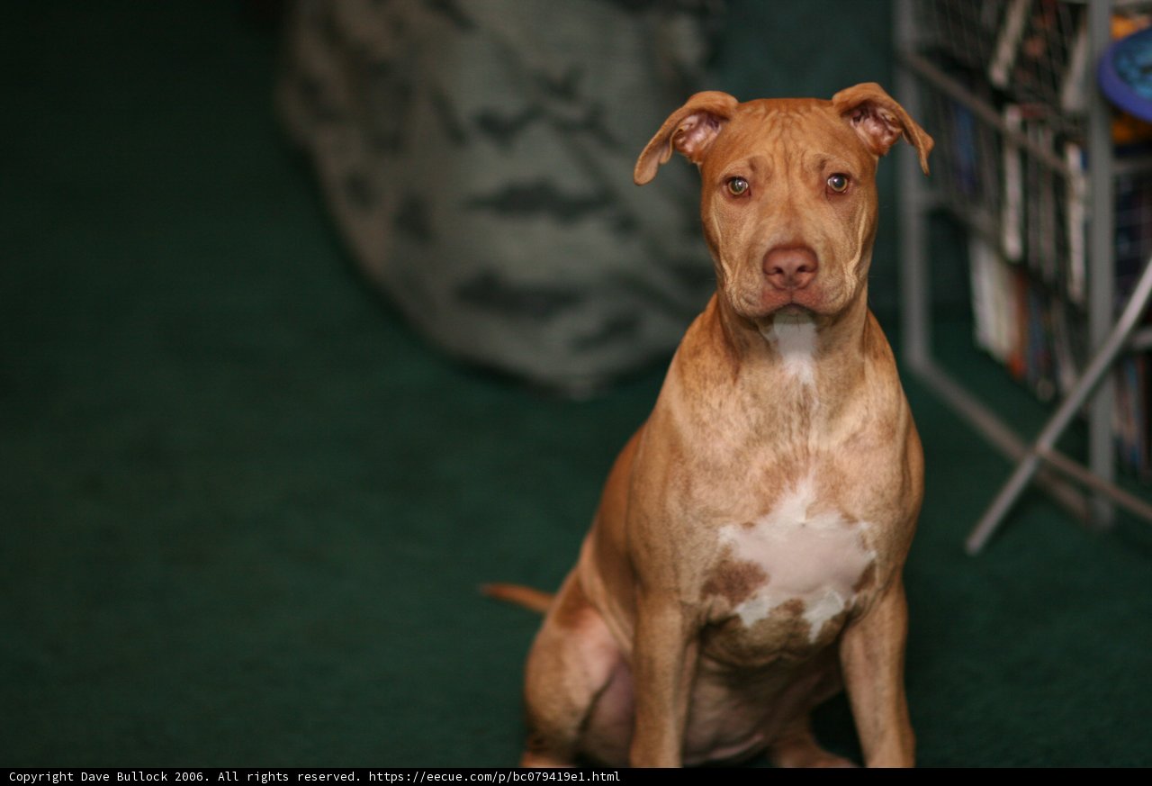 Furry Canine Companion