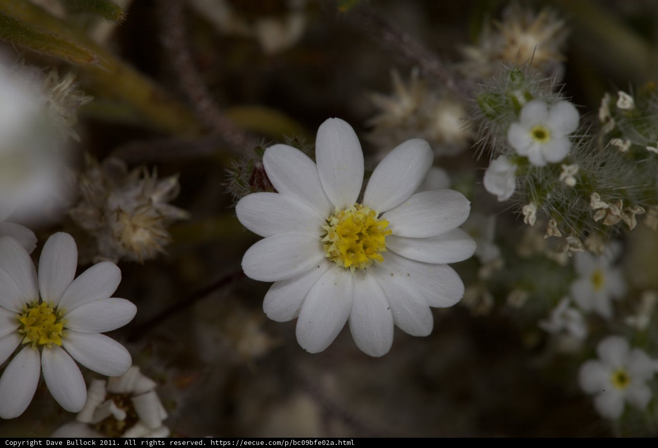 White Daisy Flower in Full Bloom