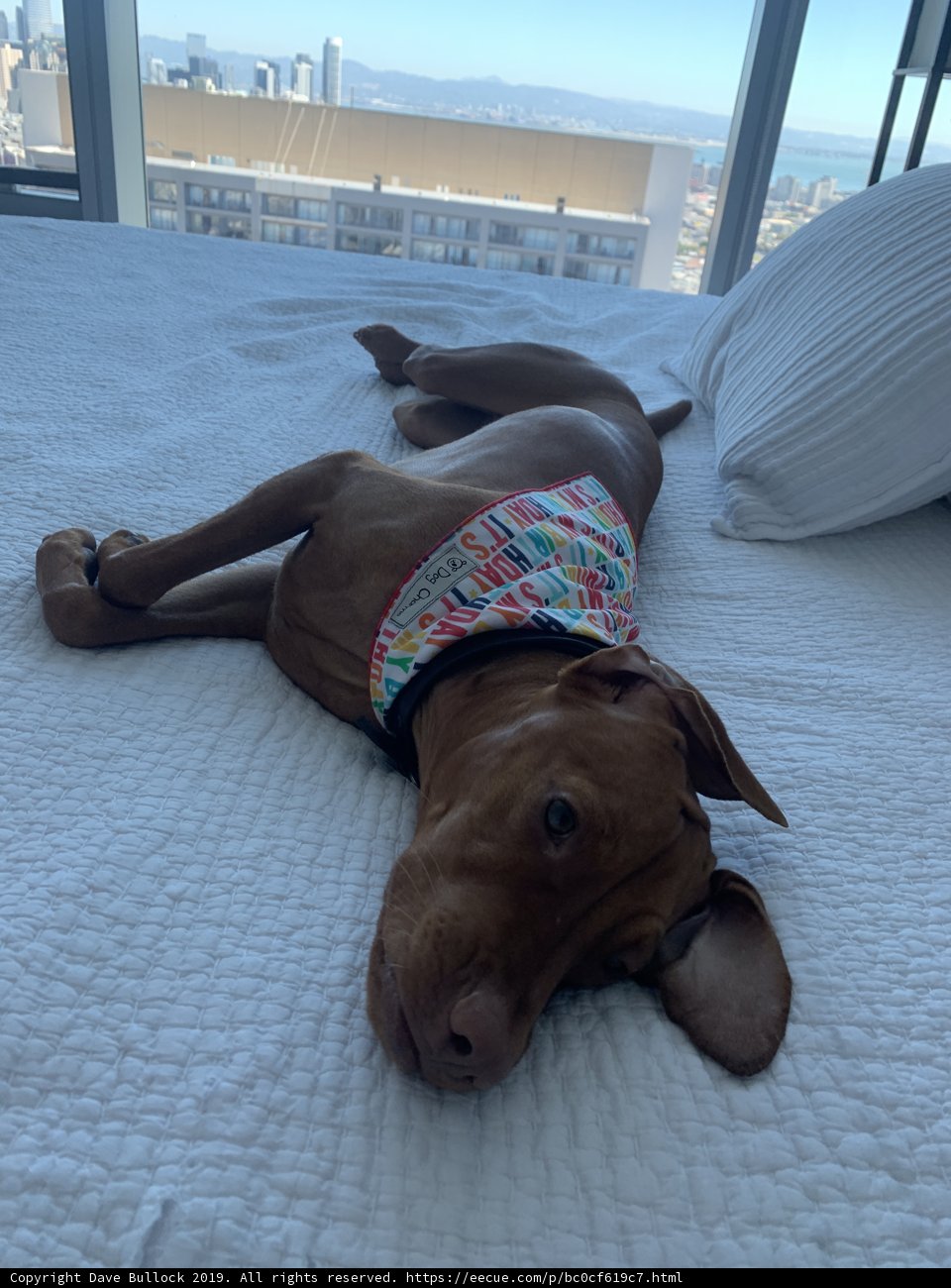 Pensive Pooch on a San Francisco Bed