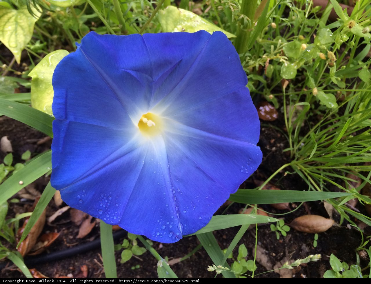 The Blue Beauty with a Yellow Heart