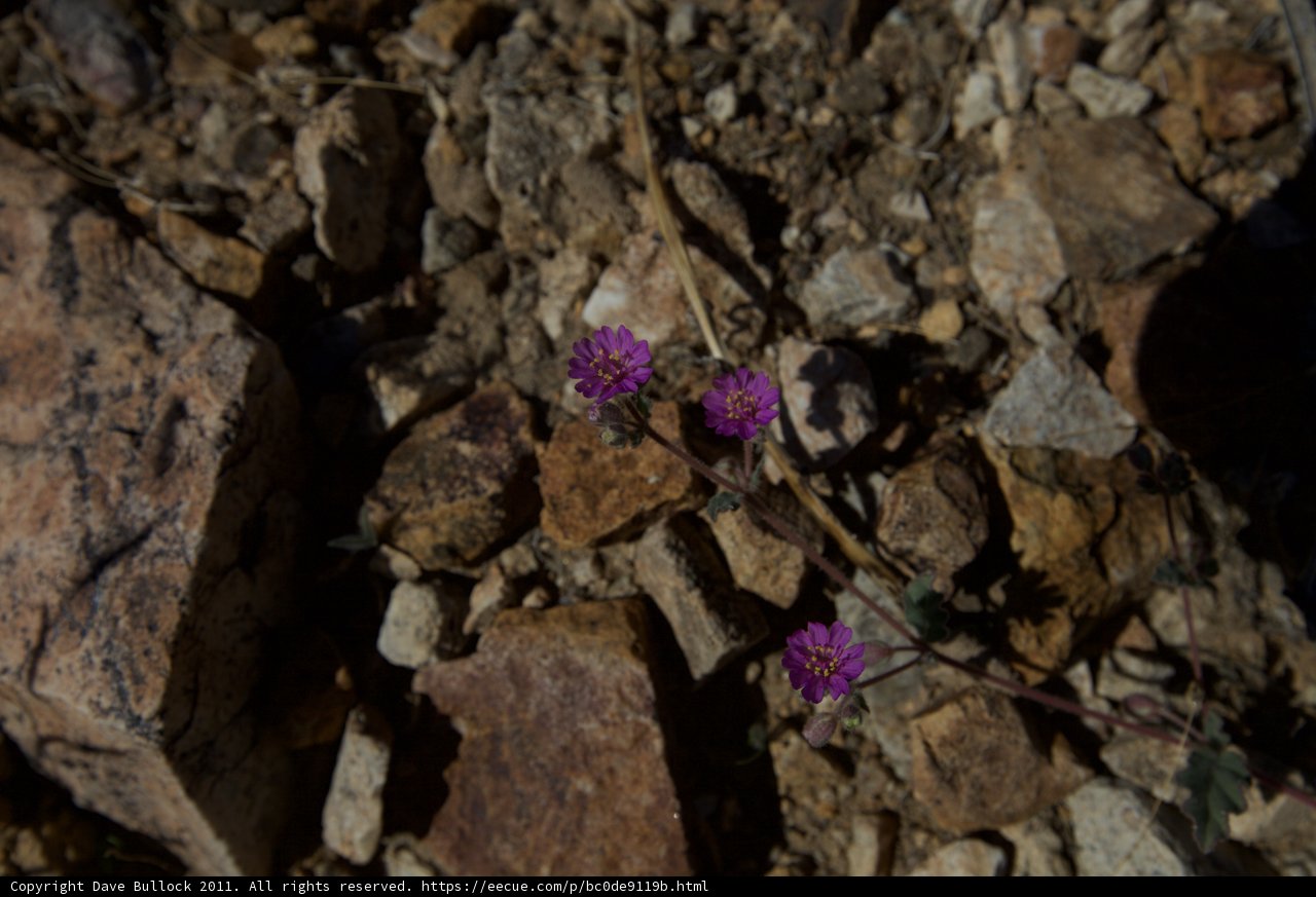 A Resilient Purple Flower in the Desert Rocks