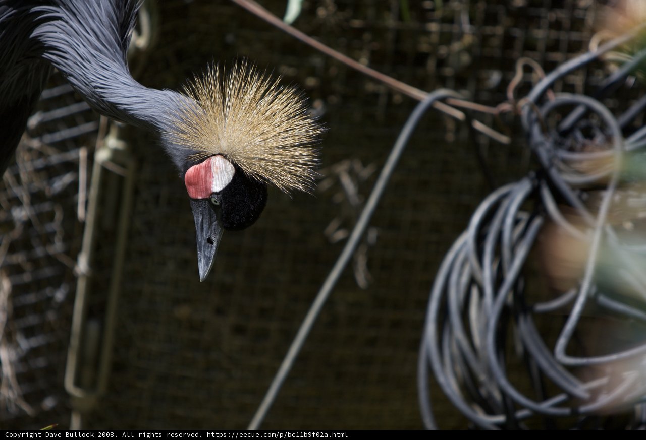 The Punk Crane
