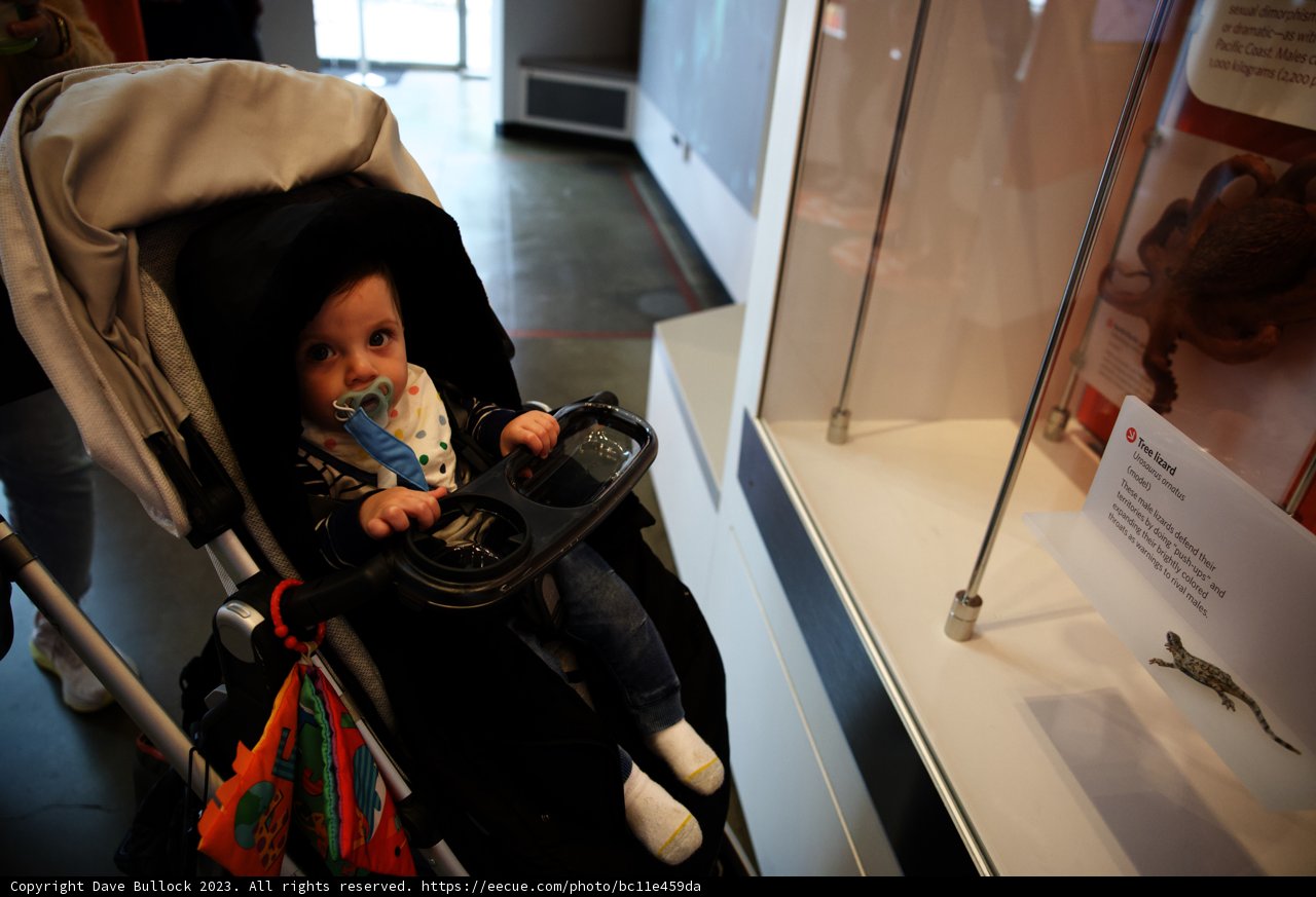 Wesley's Encounter with a Lizard Display