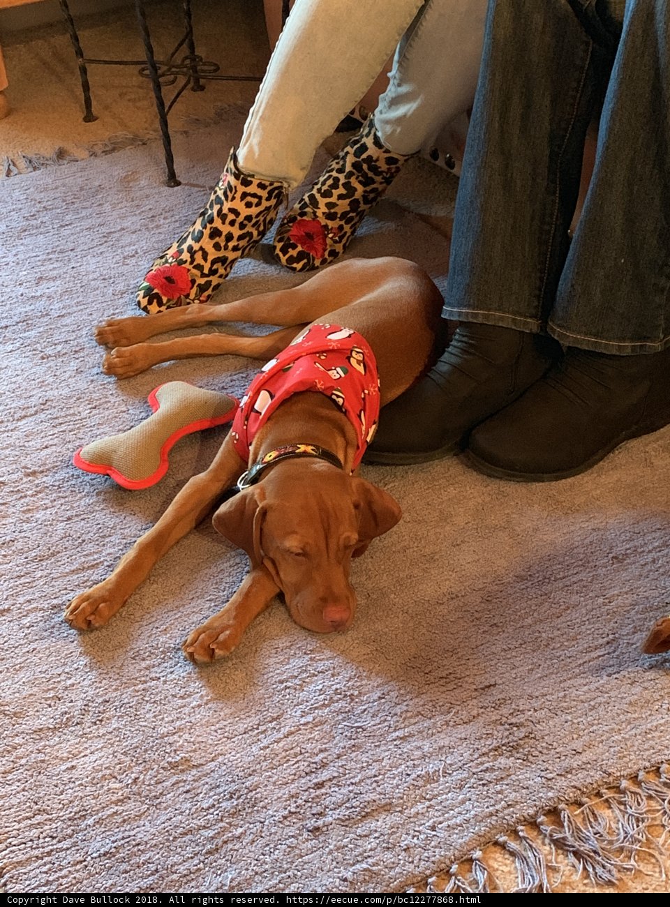 Companionship on the Rug