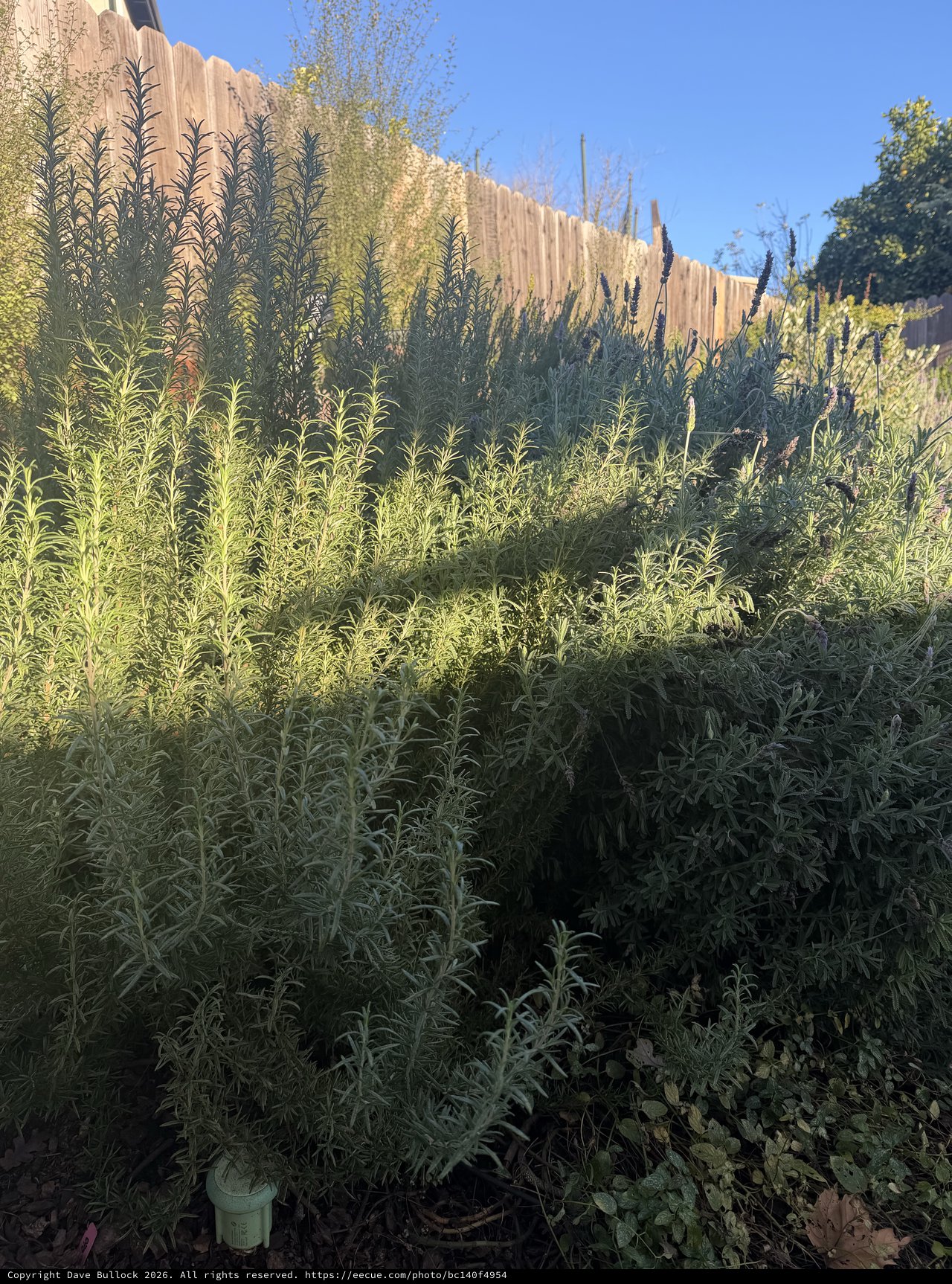 Overgrown Rosemary Garden Along Wooden Fence