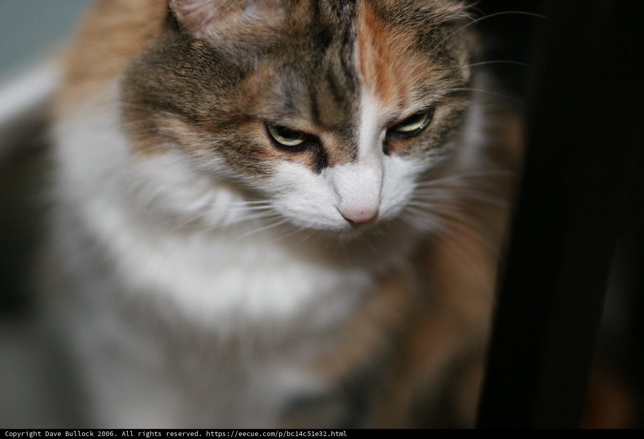 The Piercing Gaze of an Abyssinian Cat