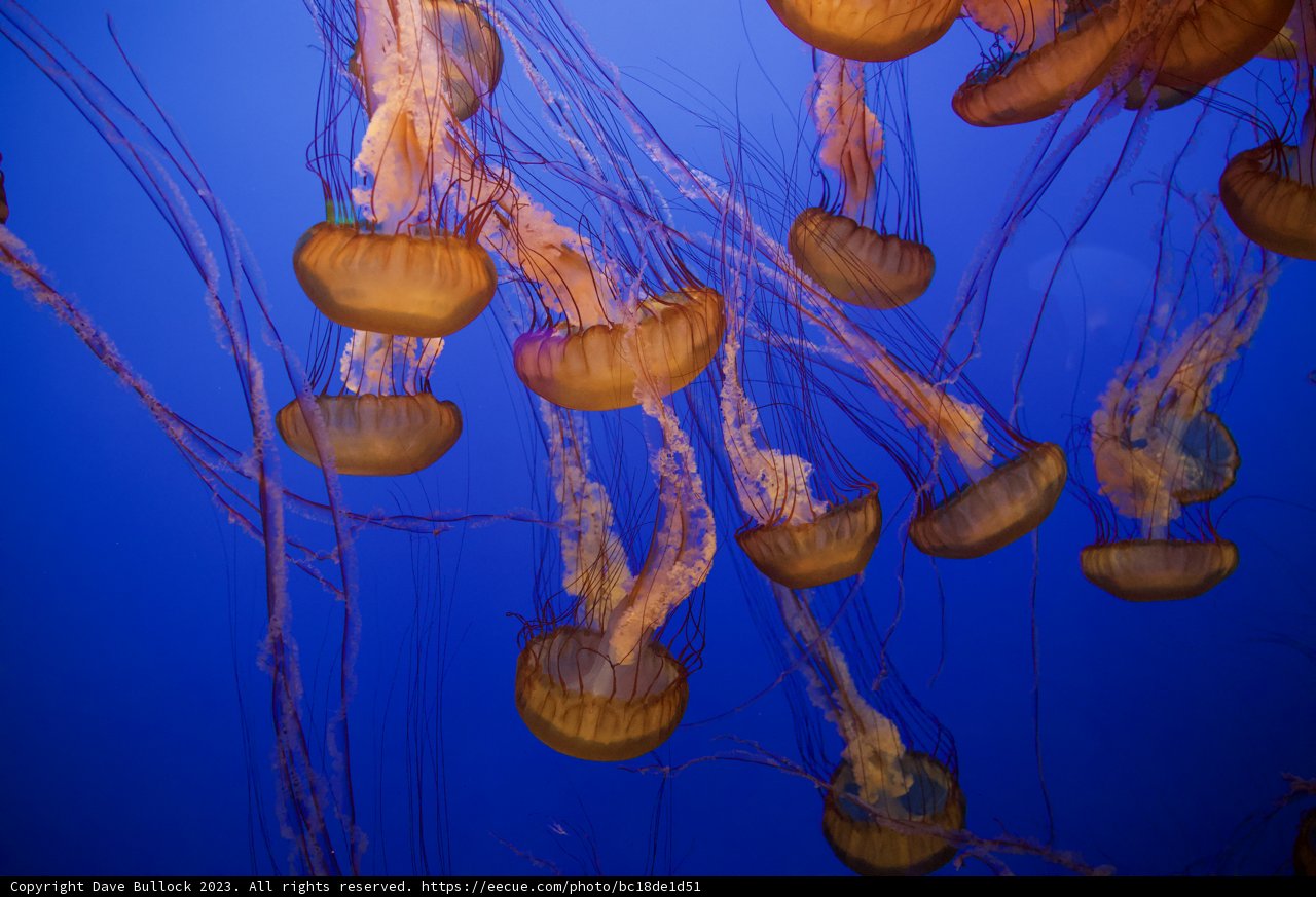 Dance of the Jellies
