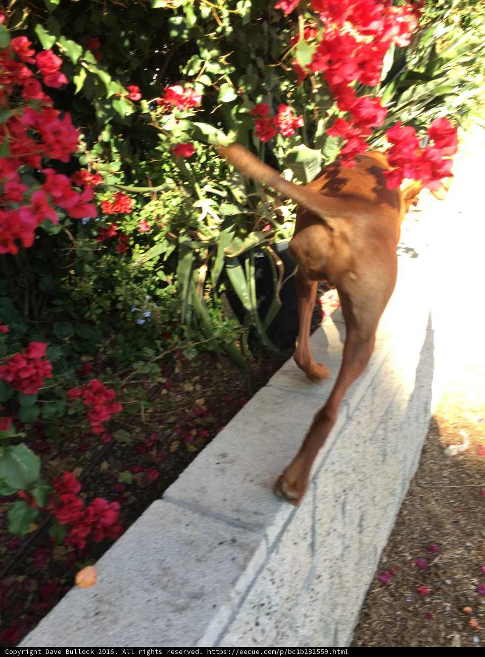 Canine on a Floral Ledge