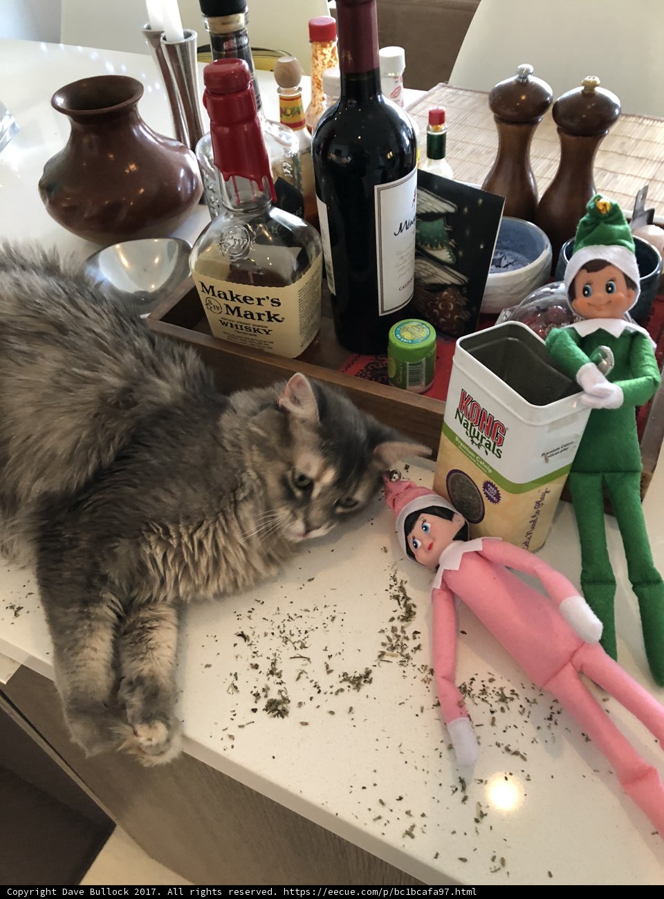 Wine and Feline Friends