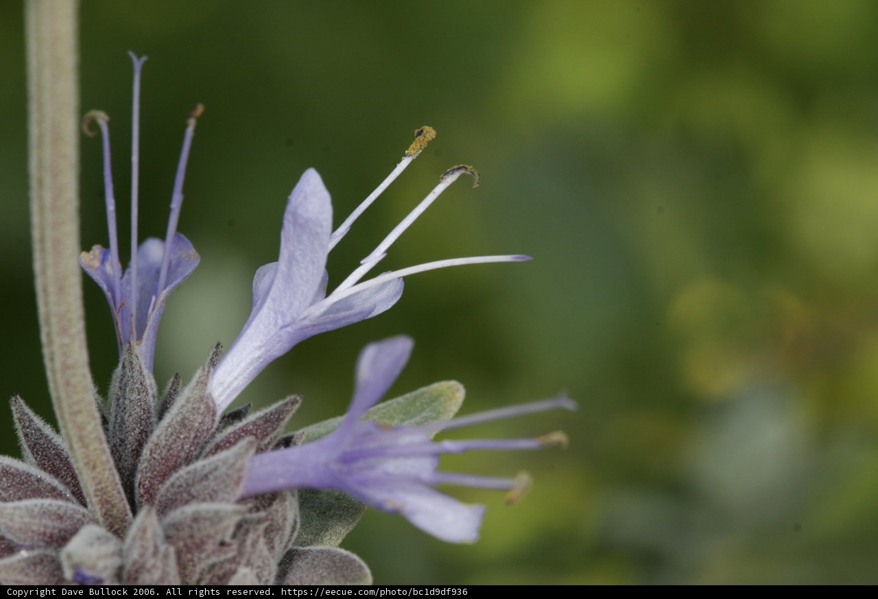 Vibrant Purple Geranium Flower with Long Stems
