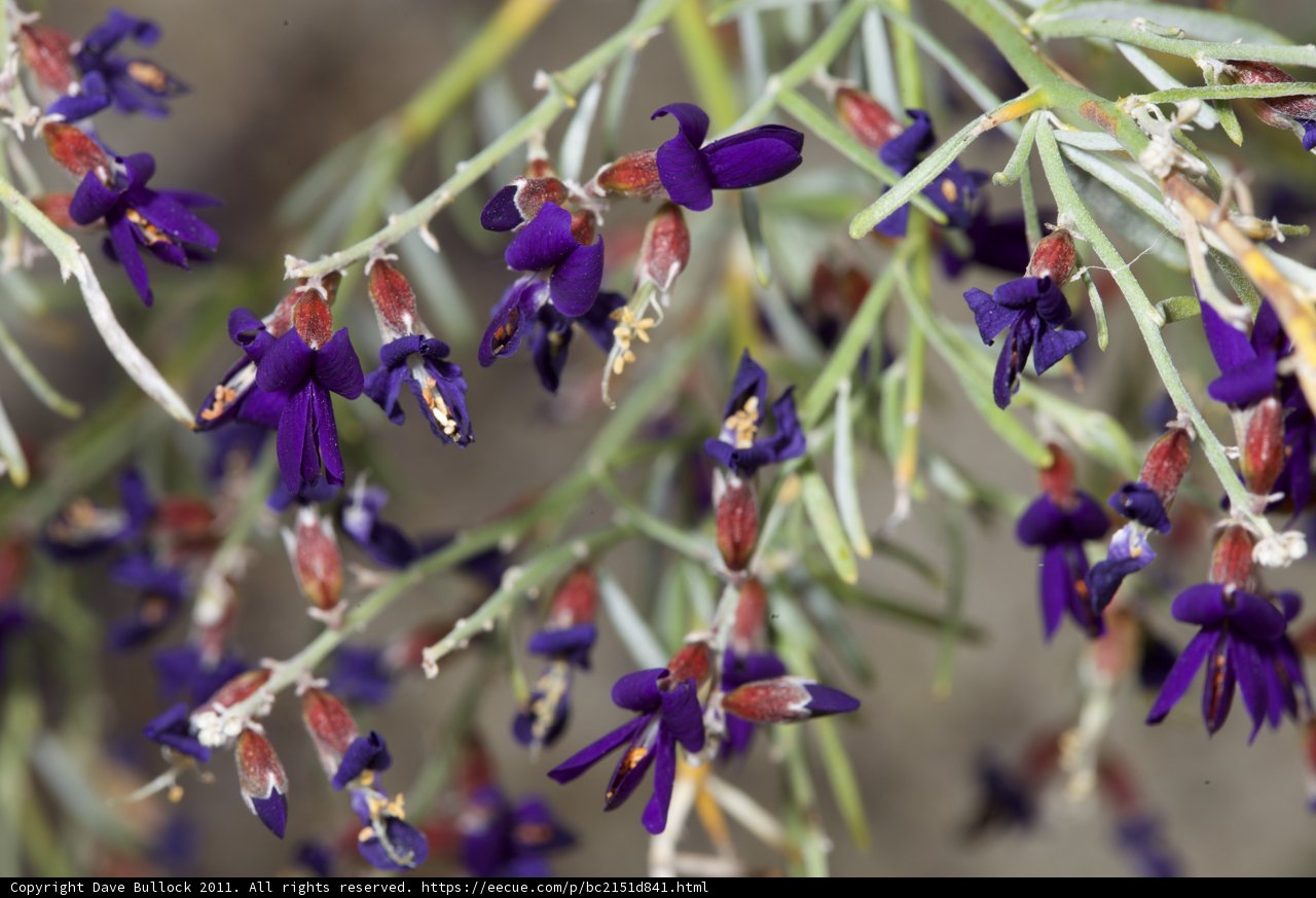 Purple Iris Flowers with Green Leaves