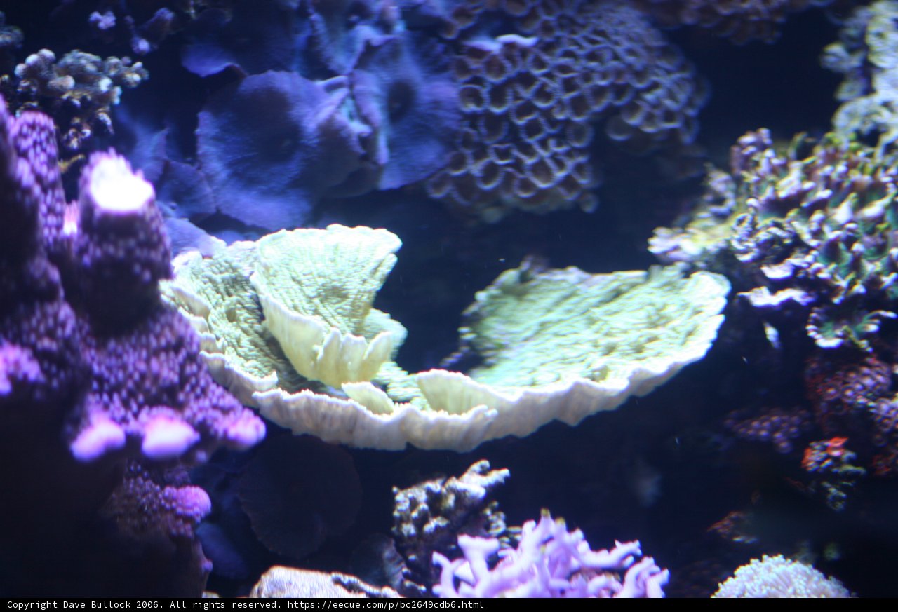 The Colorful Diversity of a Coral Reef