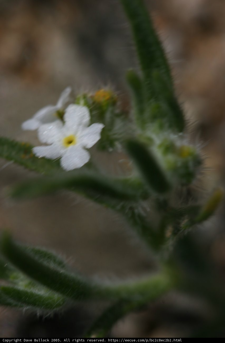 Tiny White Geranium Flower
