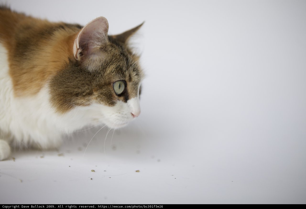 The Curious Manx Cat