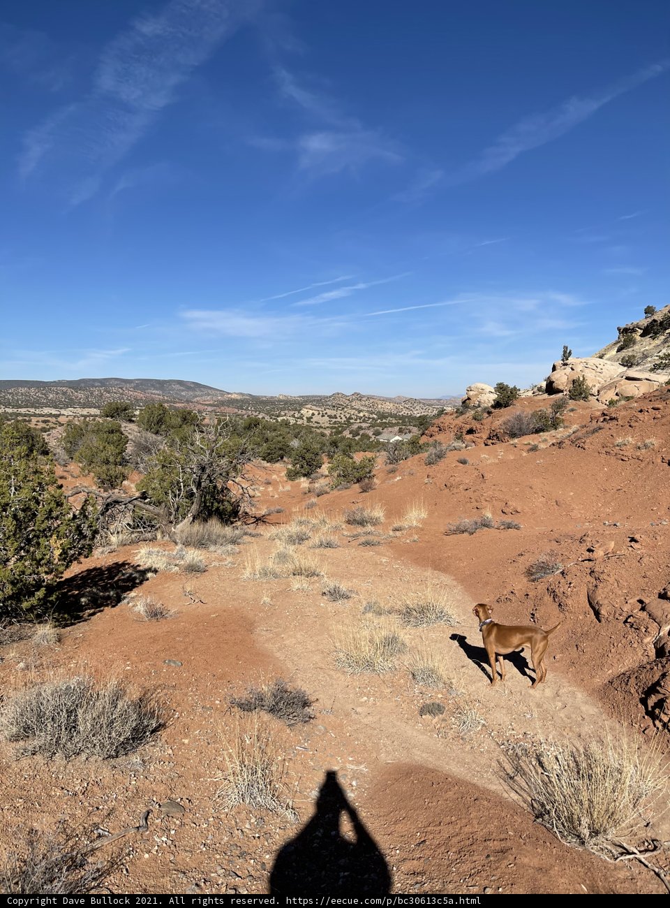 Desert Pup Trek