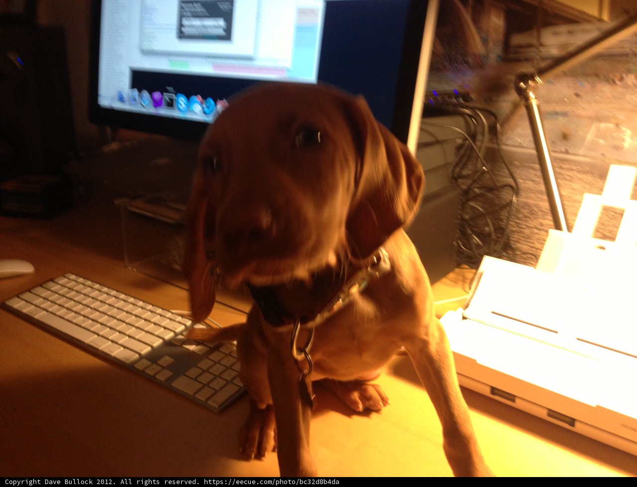Canine Computer Assistant