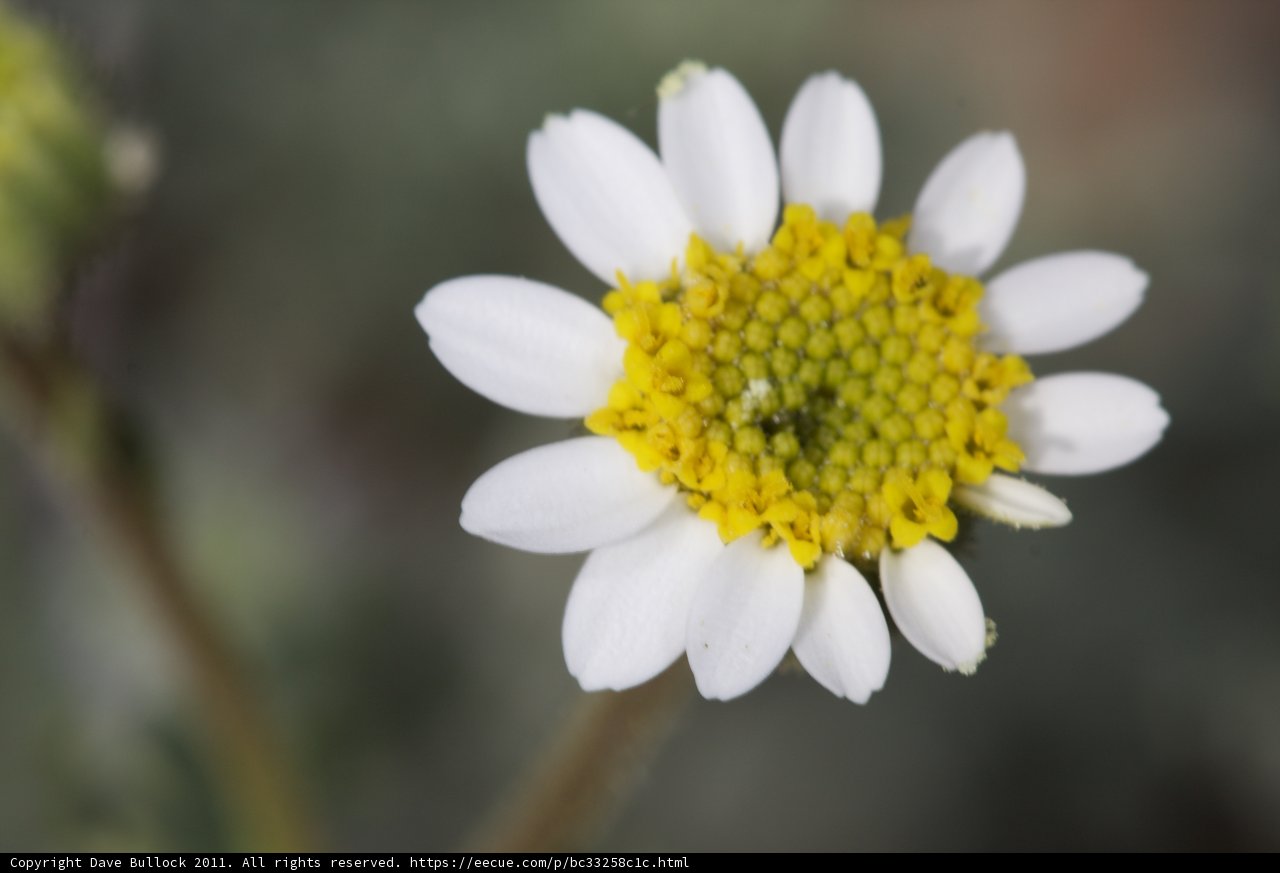 Sunshine Daisy