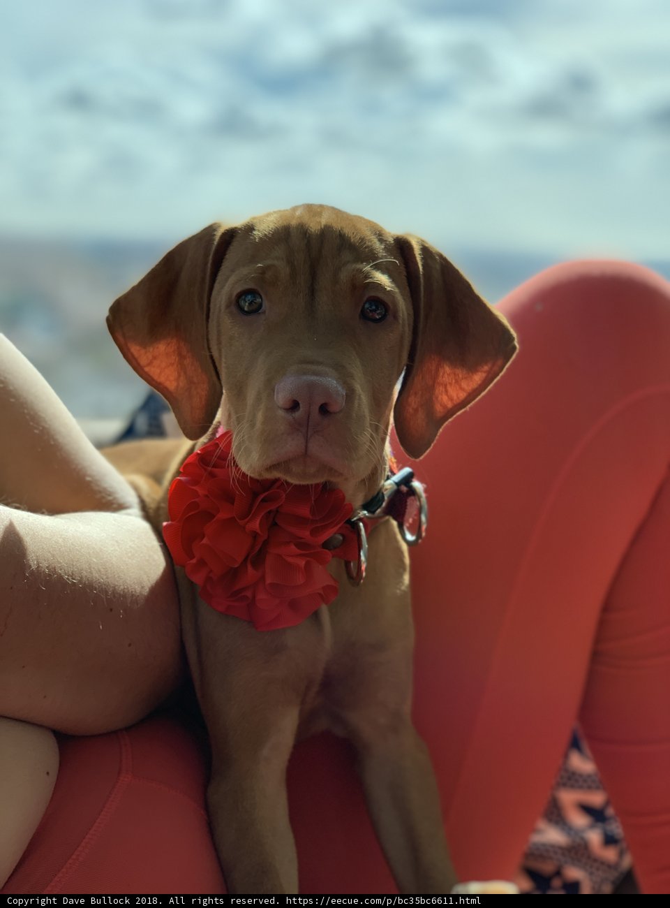 A Cozy Afternoon with My Pup