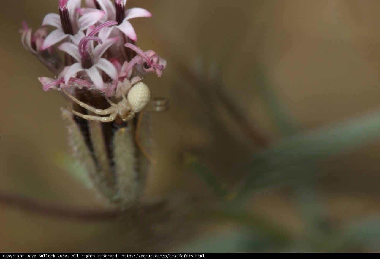 Garden Spider on a Wild Flower