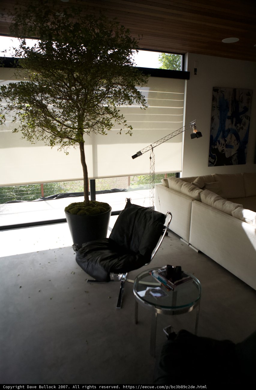 Living Room with a Tree in the Middle