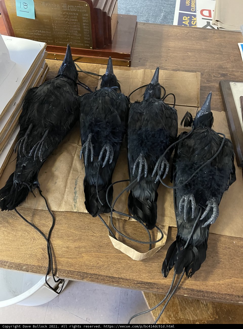 Avian Art Collection