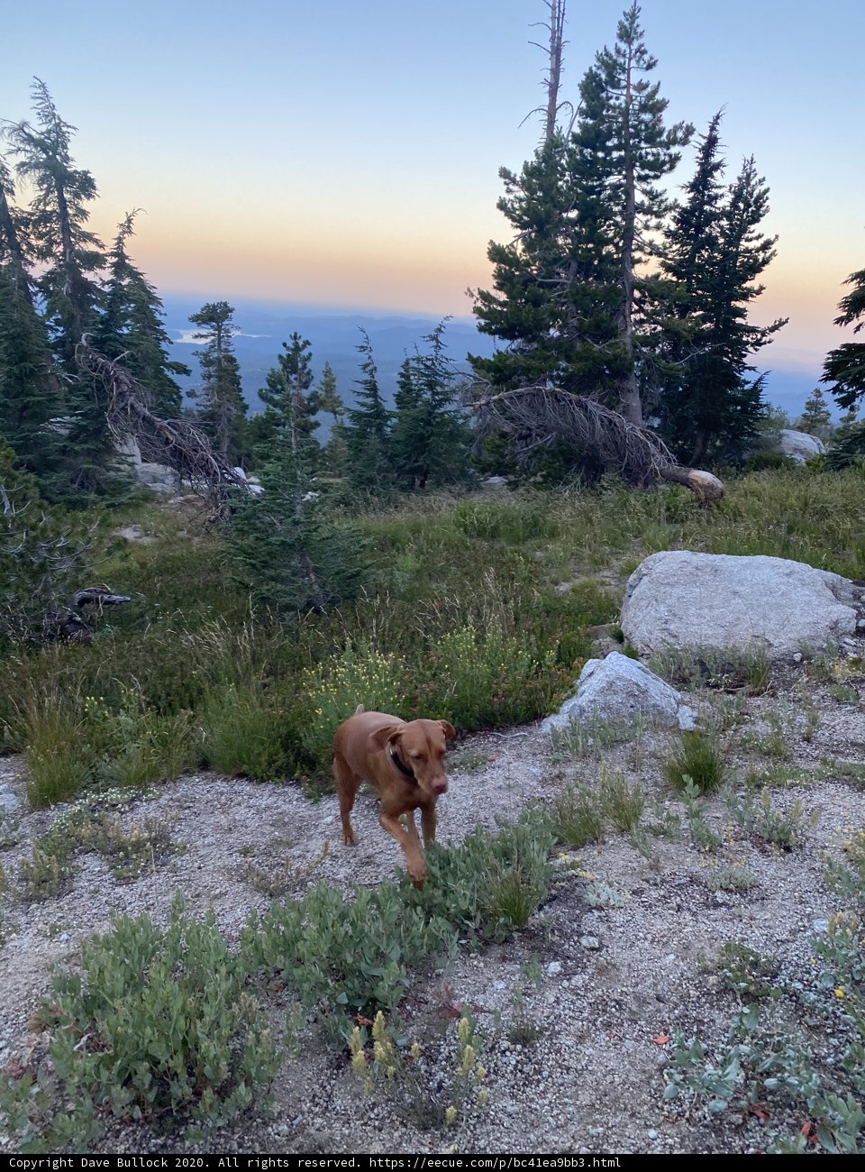 Canine Trekking Through the Wilderness