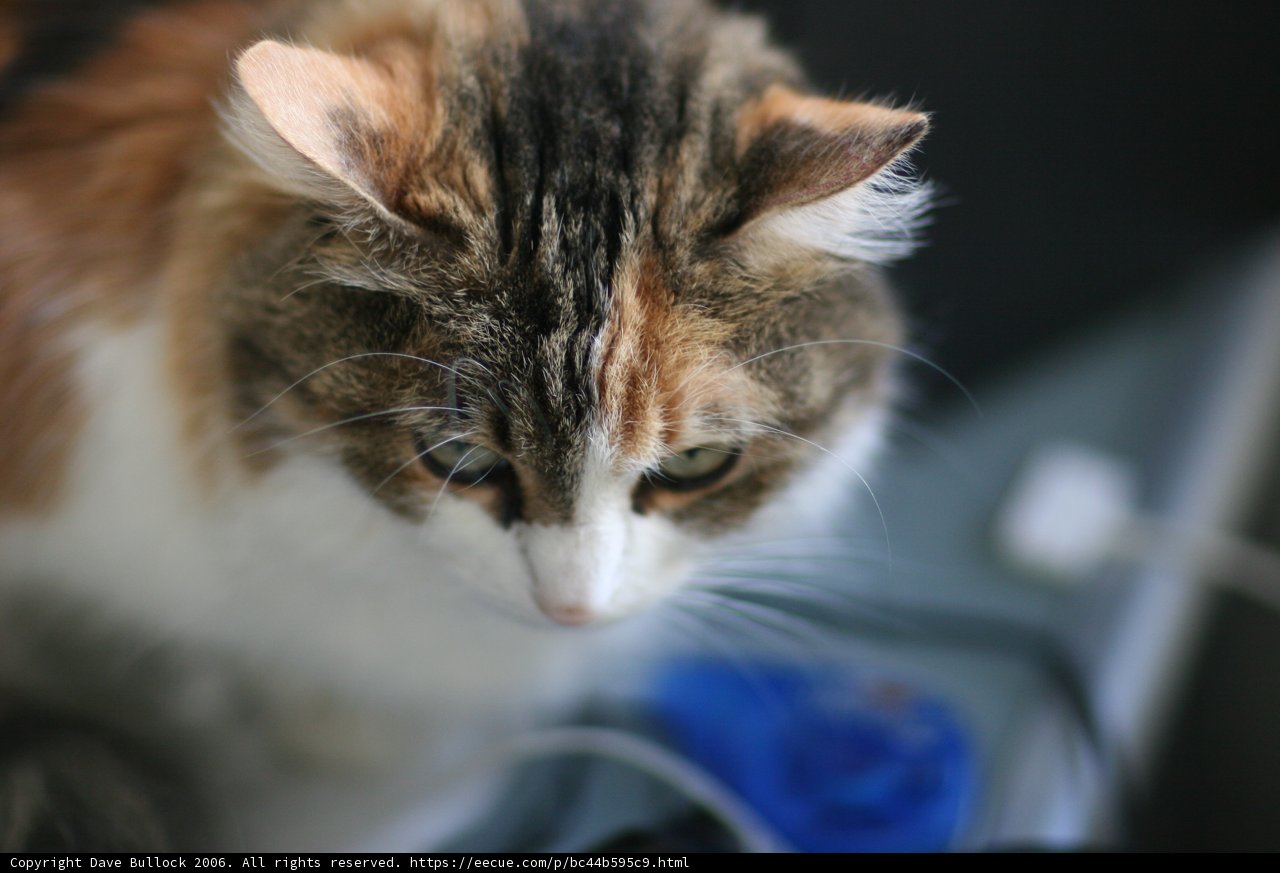 Feline Curiosity