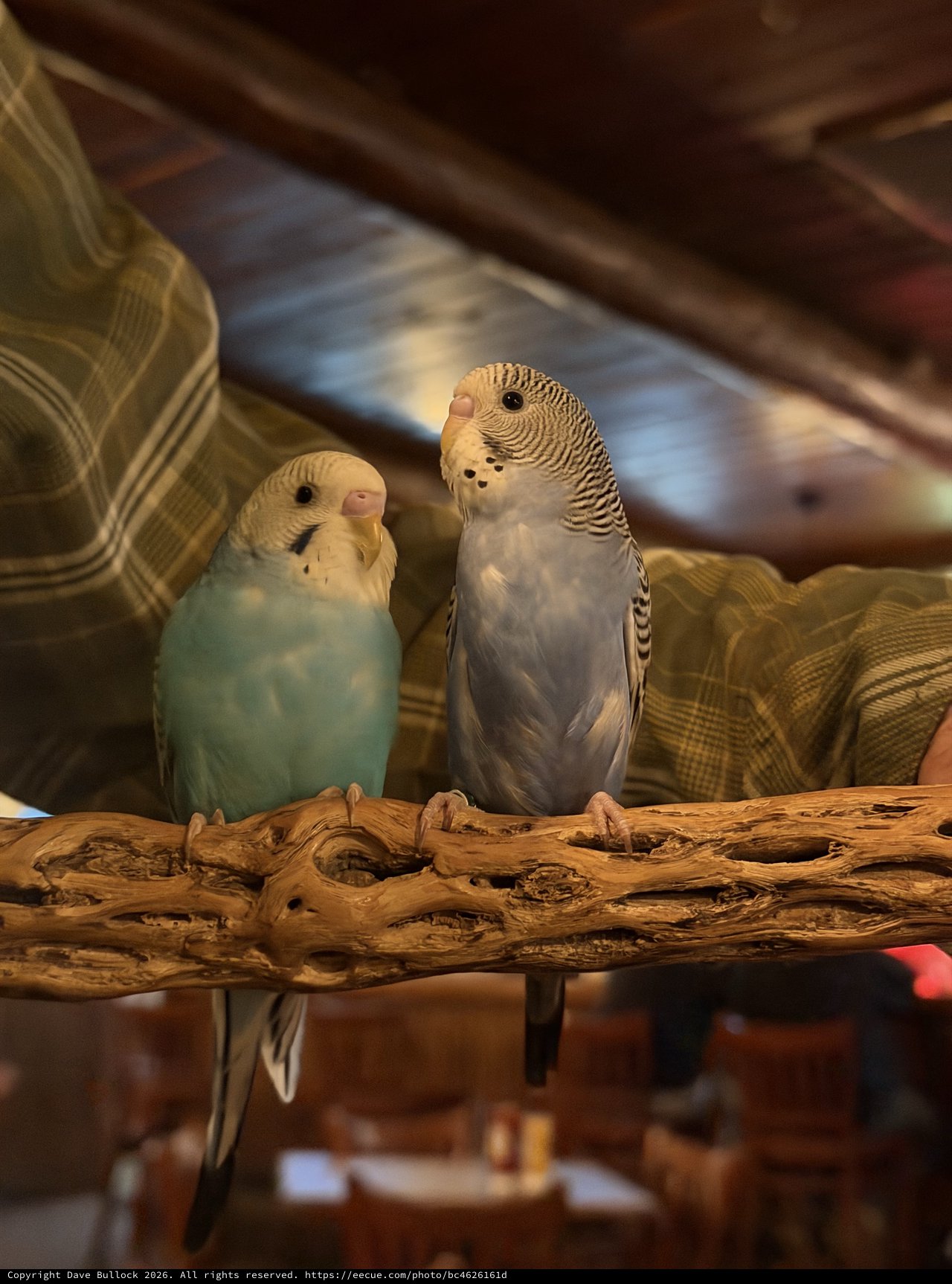 Two Budgerigars Perched Together on Driftwood