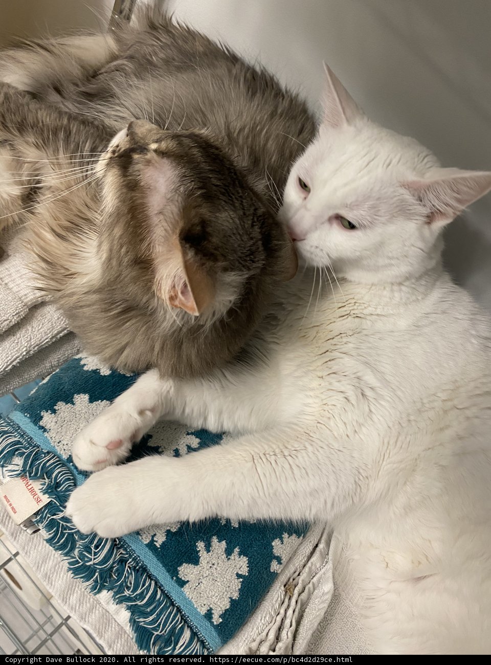 Double the Cuteness